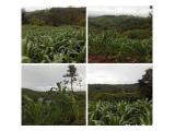 jual tanah perkebunan / peternakan harga BU