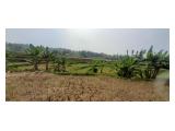 Jual Tanah dan Kebun Lengkeng di Hambaro Bogor - Luas 2000 m2