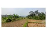 Jual Tanah dan Kebun Lengkeng di Hambaro Bogor - Luas 2000 m2